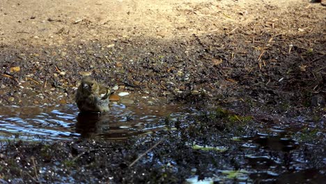 Un-Pinzón-Hembra-Se-Lava-En-Un-Charco