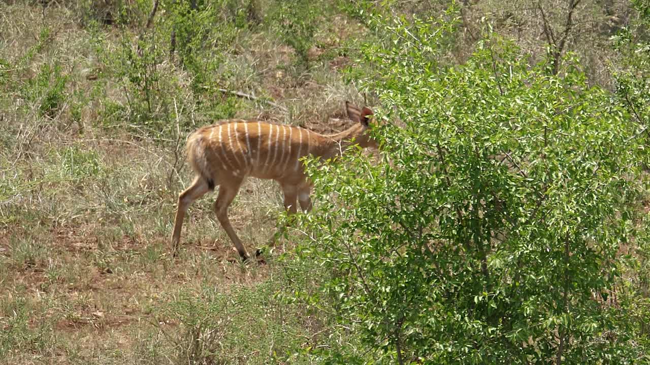 Three female striped Nyala Antelope walk through heat shimmer in bush