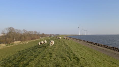 Retrocede-Lentamente-Del-Rebaño-De-Ovejas-En-El-Campo-De-Hierba-Cerca-Del-Lago-En-Holanda