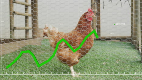 green line graph animation over chicken walking in fenced yard