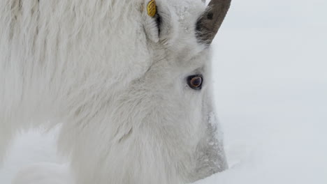 cabeza de cabra de montaña de cerca, whitehorse, yukon, canadá