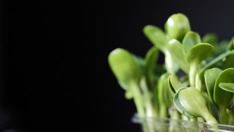 germination of seeds for nutrition. seedlings micro greens