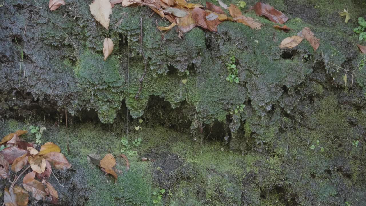 Moss on stones with dripping water, autumn leaves