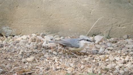 Eurasian-nuthatch-search-for-food-on-ground,-slow-motion