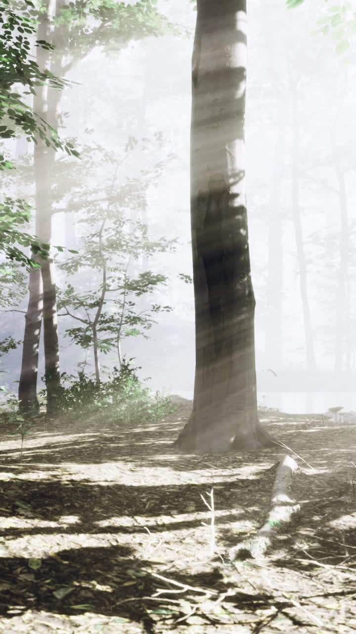 Sunlight filters through trees in an enchanted forest at dawn