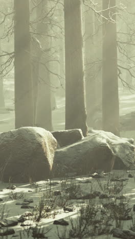 snowy forest with fog