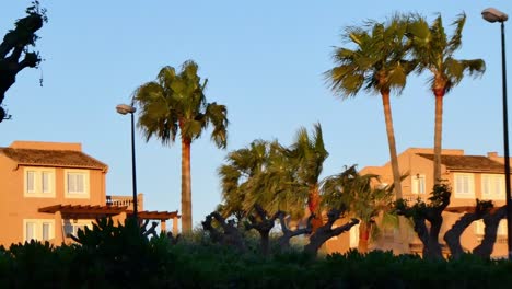 treetops, palm trees, swaying on the wind with early morning sun dying house in orange glow