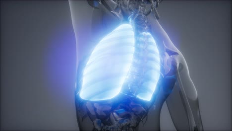 examen radiológico de los pulmones humanos