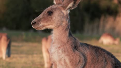a kangaroo stands alert in golden sunset light, surrounded by grass and blurred kangaroos in the background. camera remains steady, capturing natural wildlife behavior