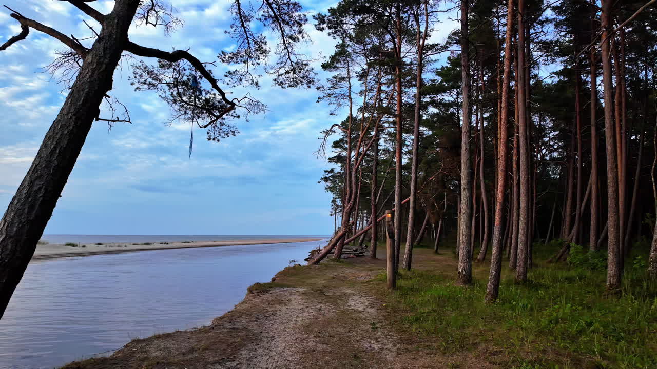 Vista di alberi alti sulla costa di Irbes ieteka, Kempings in Lettonia