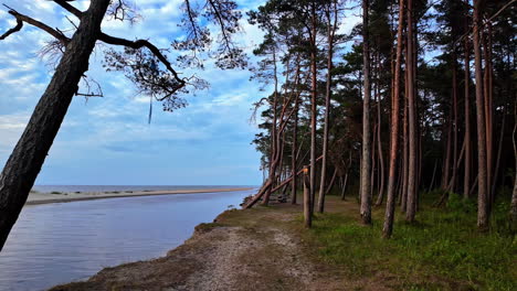 view of tall trees at coastline of irbes ieteka, kempings in latvia