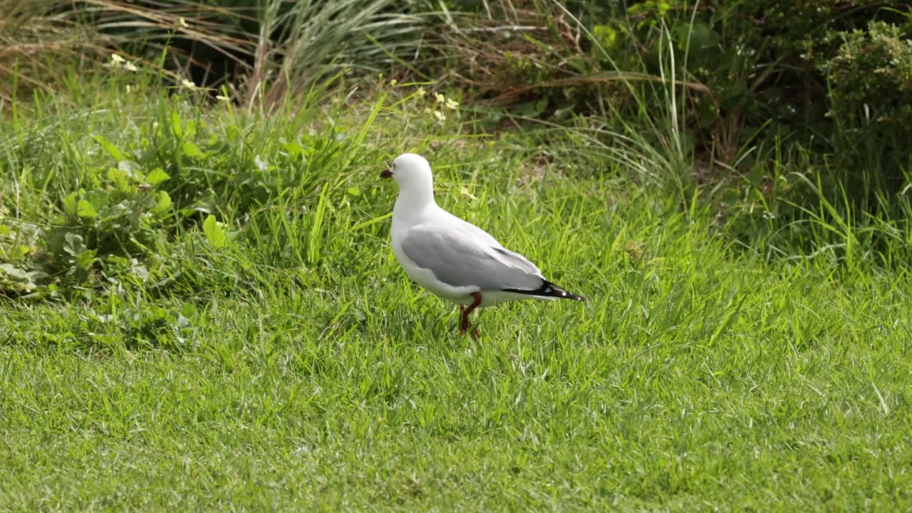 A red-billed gull interacts with its environment along the Great Ocean Road, captured in natural lighting and lush greenery