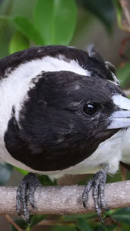 a bird sings or calls while perched on a branch.