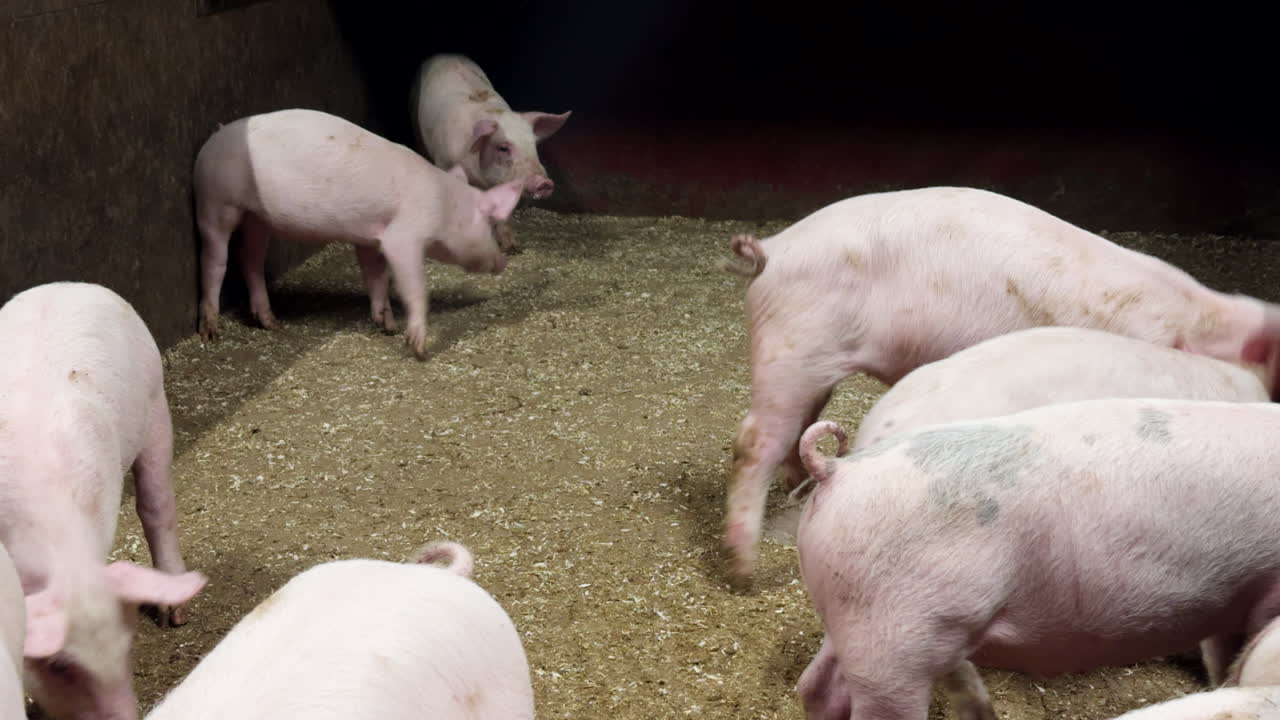 Curious white piglets on a farm raised for meat production