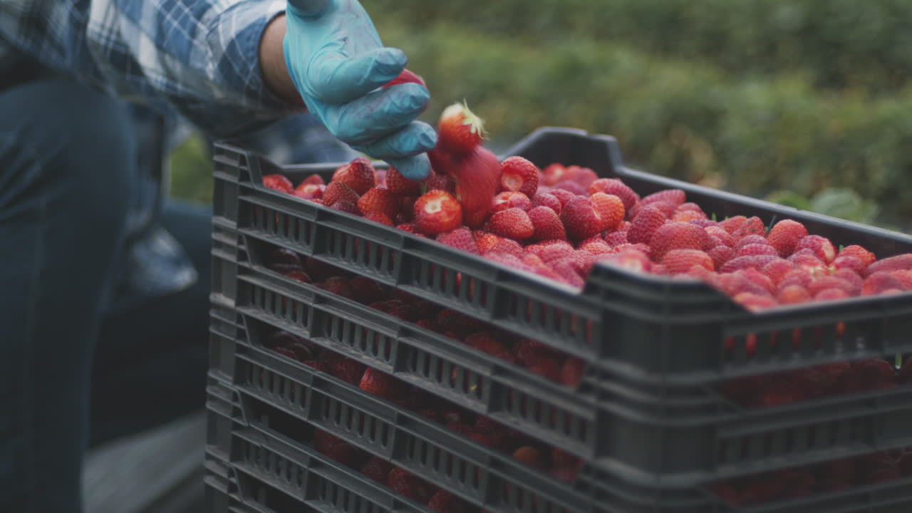 Farmer picking strawberries