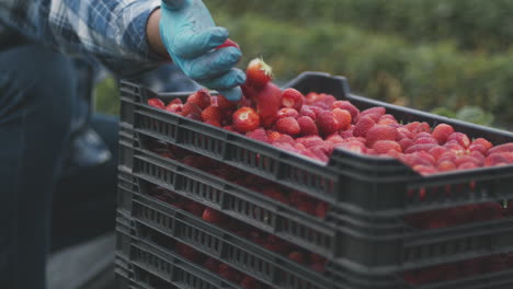 farmer picking strawberries