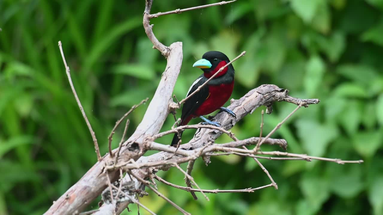 cymbirhynchus macrorhynchos, pico ancho negro y rojo, tailandia