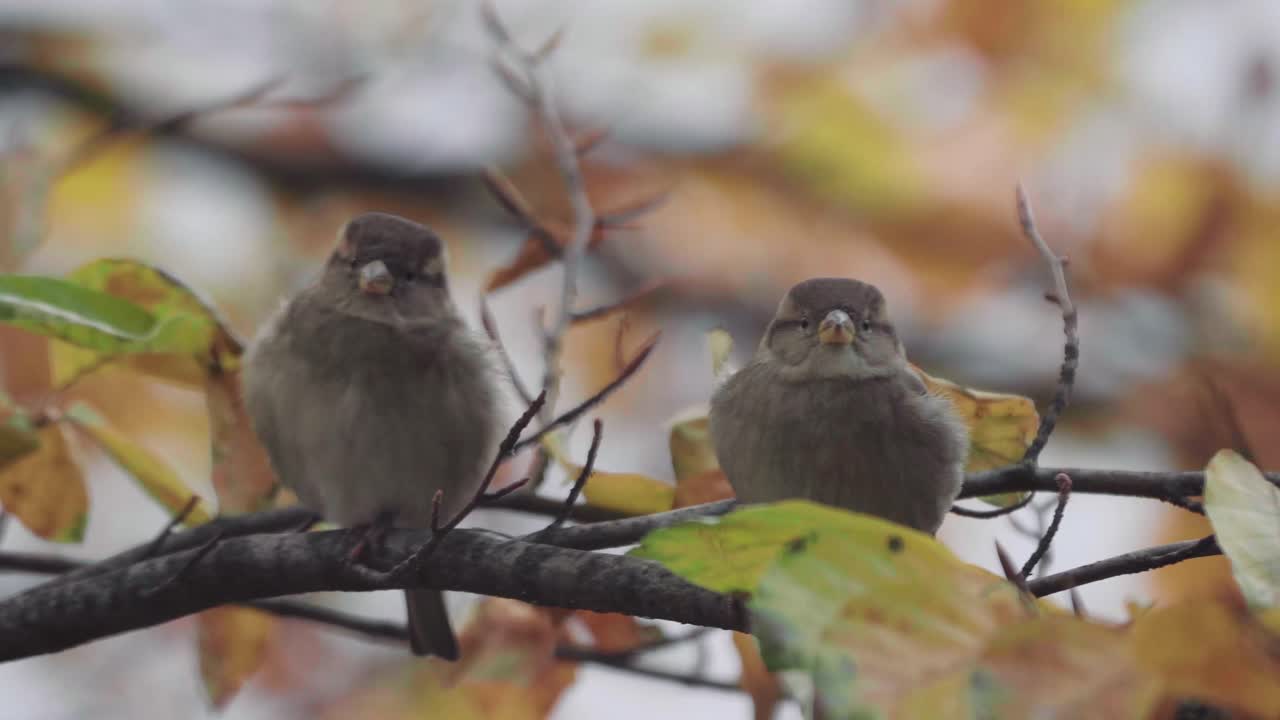 dos gorriones de la casa sentados en una rama de árbol amarillo