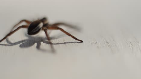 brown spider on white