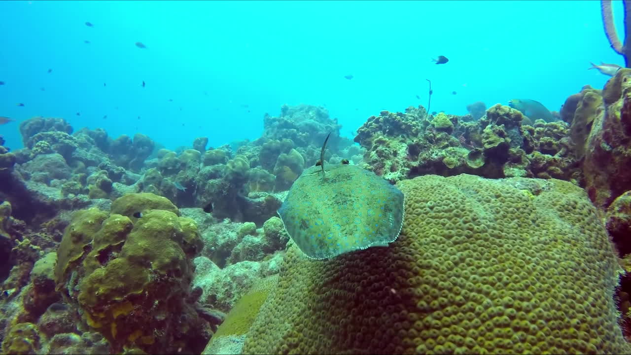 un pez plano nadando hacia adelante