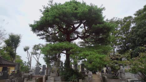 the kotokuji temple in tokyo has a large cemetery surrounded by different trees that give a very special characteristic to the landscape