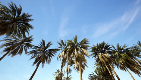 underside of the coconuts tree with clear sky and shiny sun