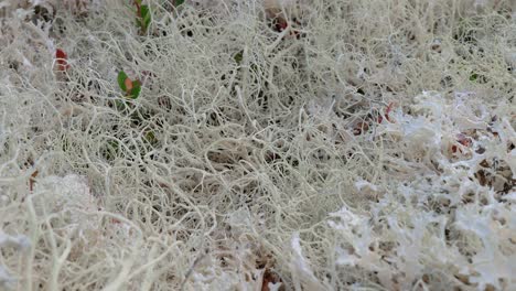 Arktischen-Tundra.-Schöne-Natur-Norwegen-Naturlandschaft.