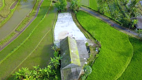 Vista-Aérea-De-Un-Agricultor-Está-Secando-Arroz-Al-Sol---Actividad-Tradicional-De-Agricultores-En-Indonesia