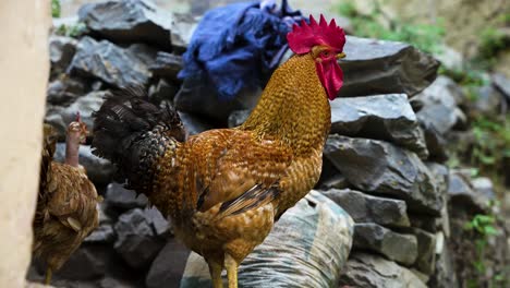 Gallina-Con-Pollo-Gallo-Rojo