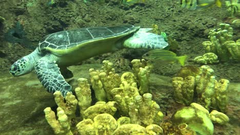 primer plano del cuerpo de una tortuga en un acuario bajo el agua sobre el coral