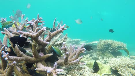 beautiful view of underwater park at karimun jawa