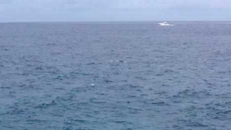 Wide-view-of-dolphins-in-wavy-water-and-distant-motorboats,-Indonesia