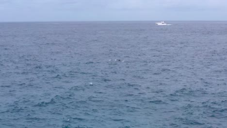 amplia vista de delfines en aguas onduladas y lanchas motoras distantes, indonesia