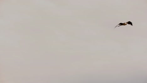 un buitre barbudo volando a través del cielo gris