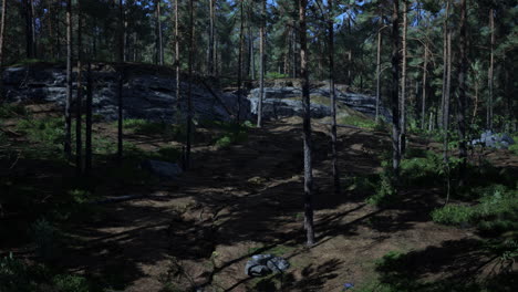 Pinos-Silvestres-Al-Amanecer-Durante-El-Amanecer-En-Un-Hermoso-Bosque-Alpino