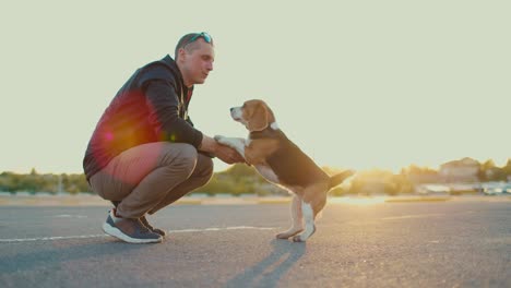 owner teaches commands to beagle dog. training your favorite pet