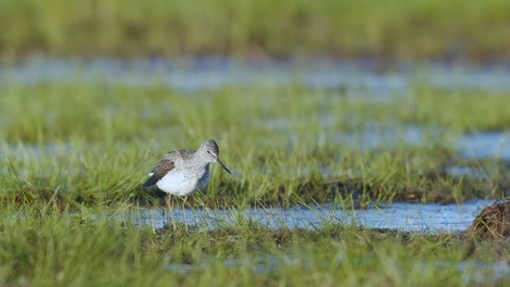 Common-greenshank-in-feeding-in-wetlands-during-spring-migration