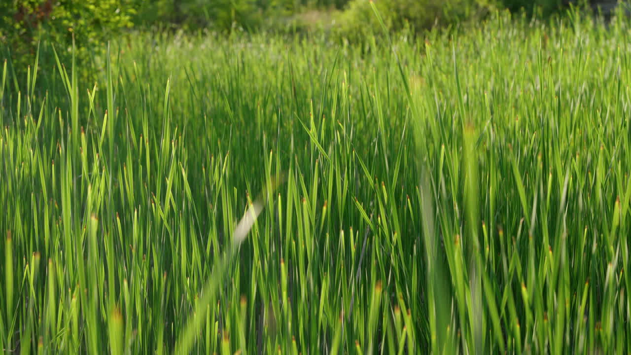 la vegetación se mueve lentamente con el viento