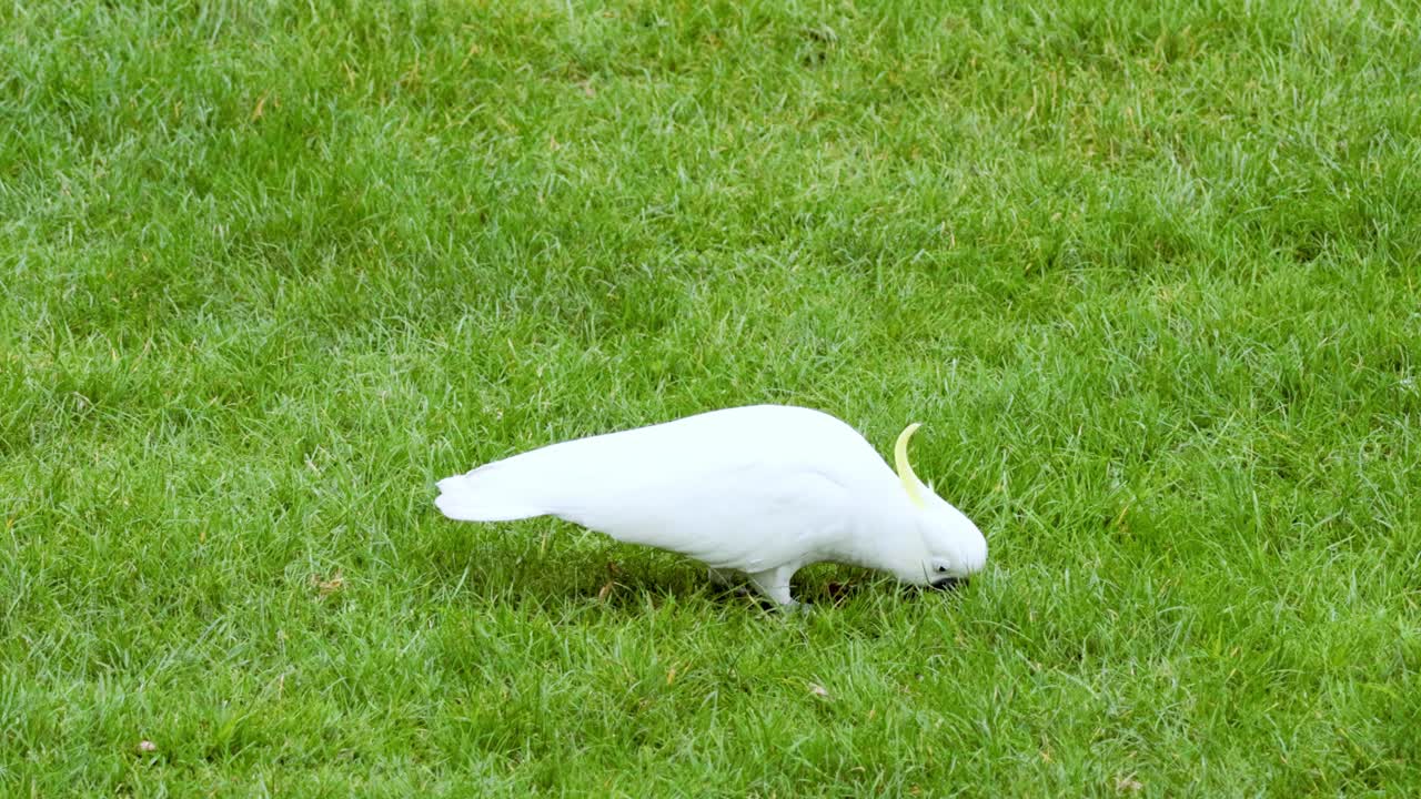 카카투가 풀 위에서 먹이를 찾고 있다