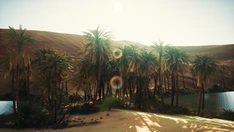 palm-trees-inside-the-dunes