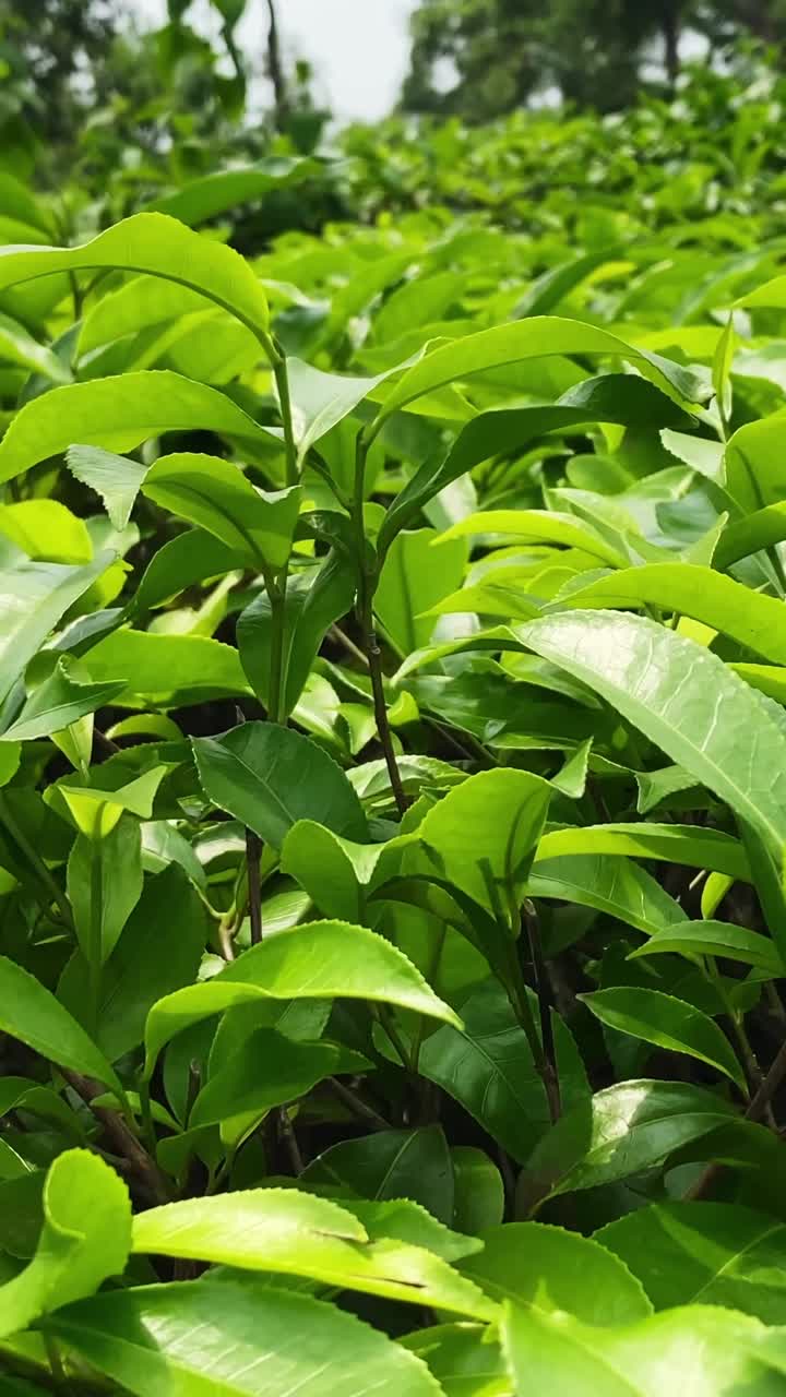 Close up pan shot of fresh green tea leaves growing in a tea field in Bangladesh plantation - vertical