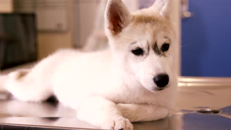 un lindo perro tendido en la mesa