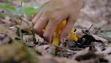 Macro-closeup-of-chanterelle-mushroom,-hand-picks-it-up,-static,-day