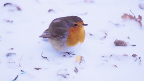 robin bird looking for food in the snow, camera movement