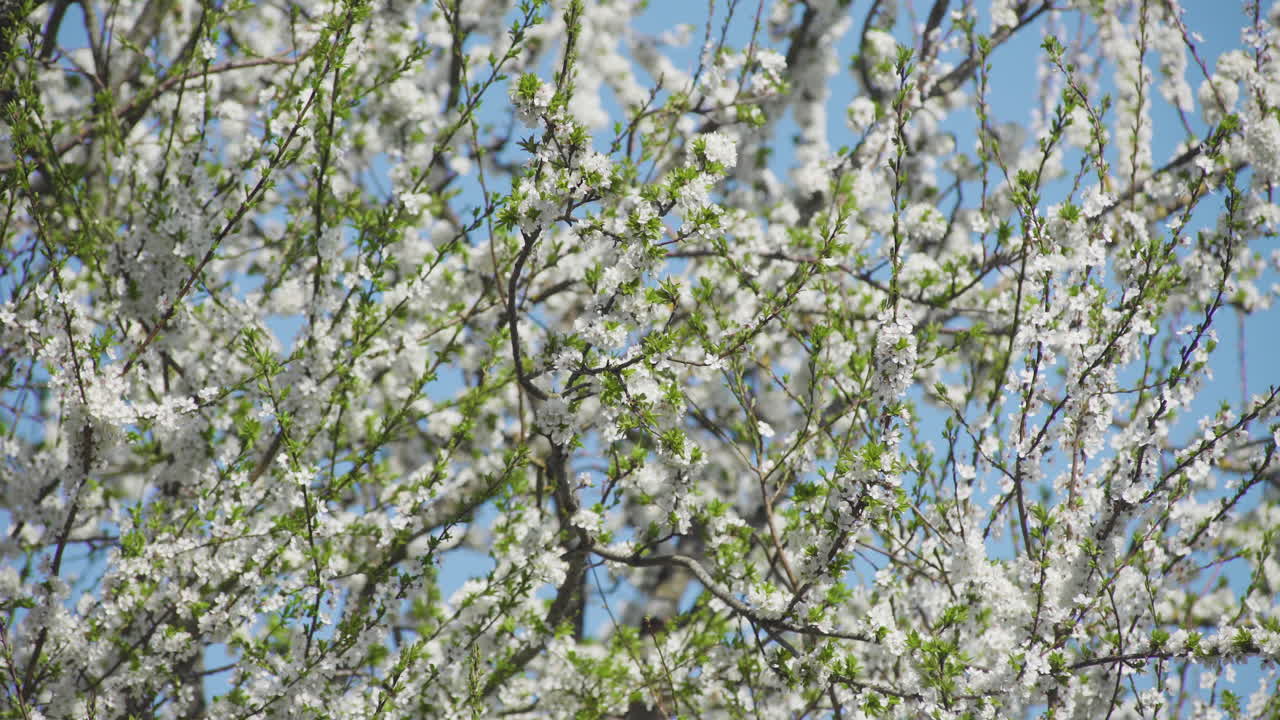 화창한 봄날에 흰 매화 나무, 중간 샷