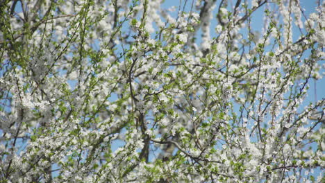 White plum blossom tree on sunny spring day, medium shot