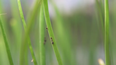 aphids crawling on green stem in the garden