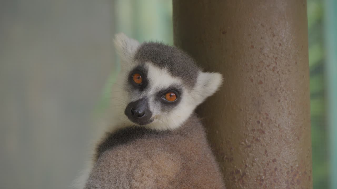 el lémur de cola anillada aislado durmiendo. primer plano