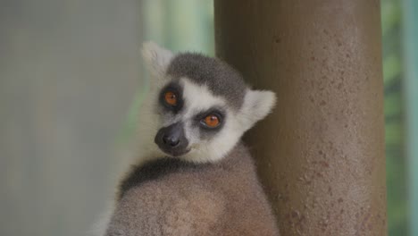 Isolated-ring-tailed-lemur-sleeping.-Close-up