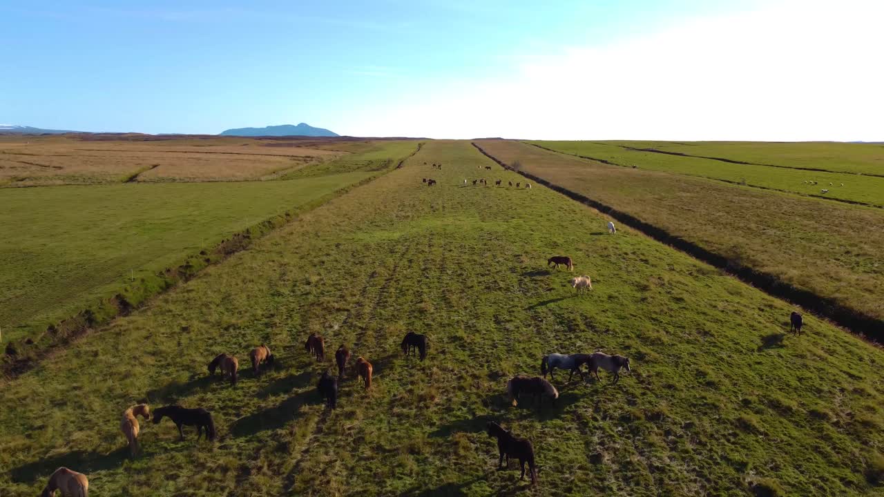 toma aérea de un grupo de caballos pastando en los prados verdes